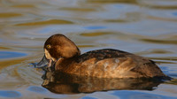 Greater Scaup, Slimbridge, November 2015
