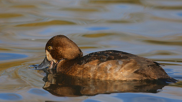 Greater Scaup, Slimbridge, November 2015