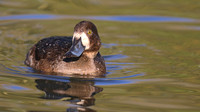 Greater Scaup, Slimbridge, November 2015