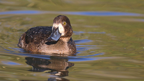 Greater Scaup, Slimbridge, November 2015