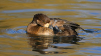 Greater Scaup, Slimbridge, November 2015