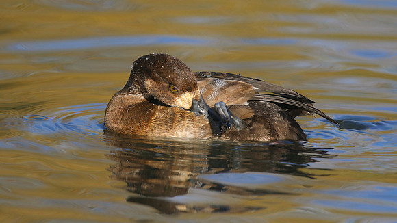 Greater Scaup, Slimbridge, November 2015