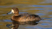 Greater Scaup