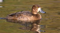 Greater Scaup, Slimbridge, November 2015