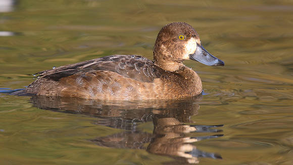 Greater Scaup, Slimbridge, November 2015