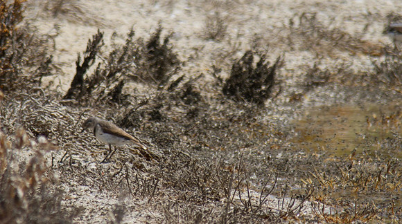 White-fronted Chat, Rottnest Island, November 2013