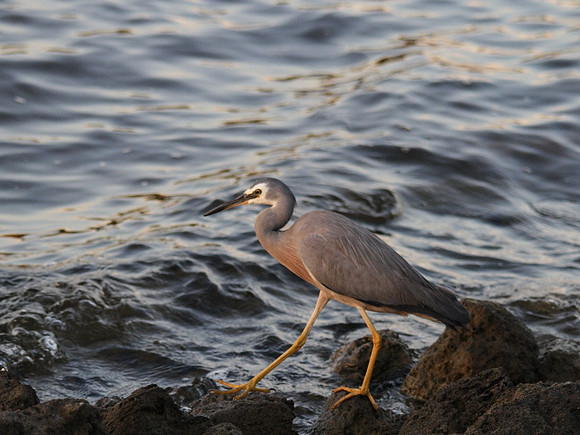 White-faced Heron, Perth 2013
