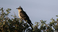 Great-spotted Cuckoo, Anarita Park, Cyprus, May 2016