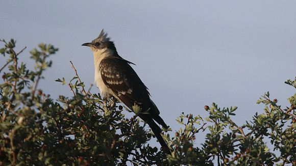 Great-spotted Cuckoo, Anarita Park, Cyprus, May 2016