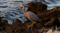 White-faced Heron, Perth 2013