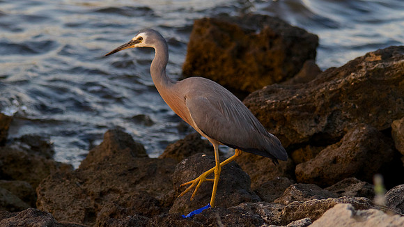 White-faced Heron, Perth 2013