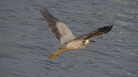 White-faced Heron, Perth 2013