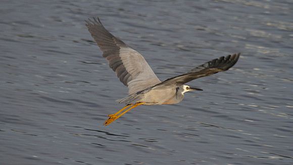White-faced Heron, Perth 2013
