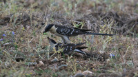 Greater Spotted Cuckoo