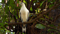 Pied Imperial Pigeon