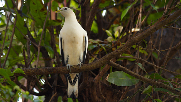 Pied Imperial Pigeon, Cairns, November 2103