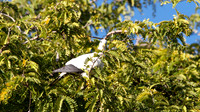 Pied Imperial Pigeon, Cairns, November 2103