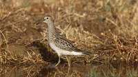Pectoral Sandpiper, Lagoa dos Salgados, Portugal, September 2015