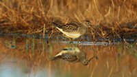 Pectoral Sandpiper, Lagoa dos Salgados, Portugal, September 2015