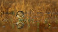 Pectoral Sandpiper, Lagoa dos Salgados, Portugal, September 2015