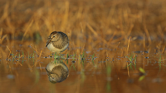 Pectoral Sandpiper, Lagoa dos Salgados, Portugal, September 2015