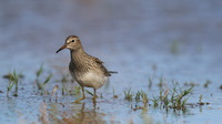 Pectoral Sandpiper, Lagoa dos Salgados, Portugal, September 2015