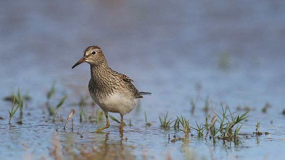 Pectoral Sandpiper, Lagoa dos Salgados, Portugal, September 2015