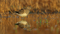 Pectoral Sandpiper, Lagoa dos Salgados, Portugal, September 2015