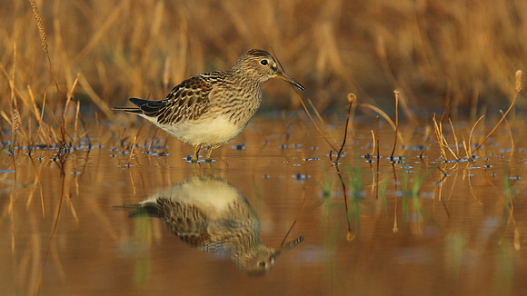 Pectoral Sandpiper, Lagoa dos Salgados, Portugal, September 2015