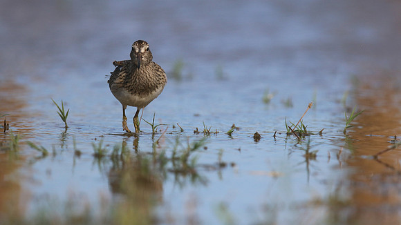 Pectoral Sandpiper, Lagoa dos Salgados, Portugal, September 2015