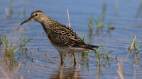 Pectoral Sandpiper, Lagoa dos Salgados, Portugal, September 2015