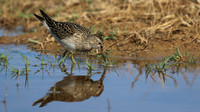 Pectoral Sandpiper, Lagoa dos Salgados, Portugal, September 2015