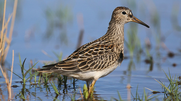 Pectoral Sandpiper, Lagoa dos Salgados, Portugal, September 2015