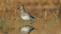Pectoral Sandpiper, Lagoa dos Salgados, Portugal, September 2015