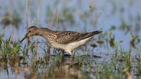 Pectoral Sandpiper, Lagoa dos Salgados, Portugal, September 2015