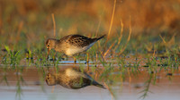 Pectoral Sandpiper, Lagoa dos Salgados, Portugal, September 2015