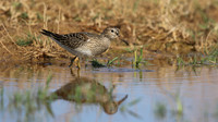 Pectoral Sandpiper, Lagoa dos Salgados, Portugal, September 2015