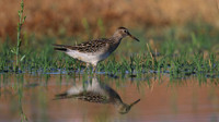 Pectoral Sandpiper, Lagoa dos Salgados, Portugal, September 2015