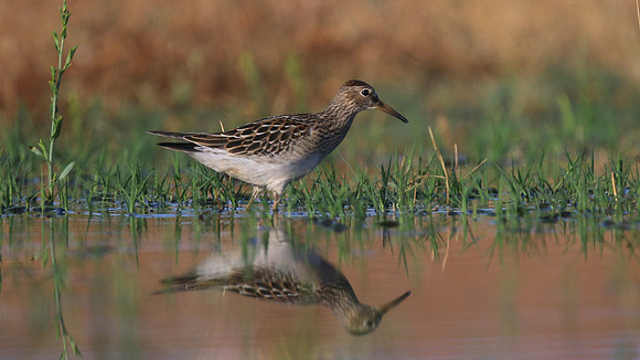 Pectoral Sandpiper, Lagoa dos Salgados, Portugal, September 2015