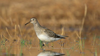 Pectoral Sandpiper, Lagoa dos Salgados, Portugal, September 2015