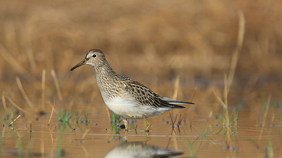 Pectoral Sandpiper, Lagoa dos Salgados, Portugal, September 2015