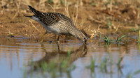 Pectoral Sandpiper, Lagoa dos Salgados, Portugal, September 2015