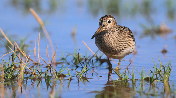 Pectoral Sandpiper, Lagoa dos Salgados, Portugal, September 2015
