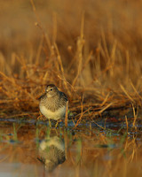 Pectoral Sandpiper, Lagoa dos Salgados, Portugal, September 2015Pectoral Sandpiper, Lagoa dos Salgados, Portugal, September 2015