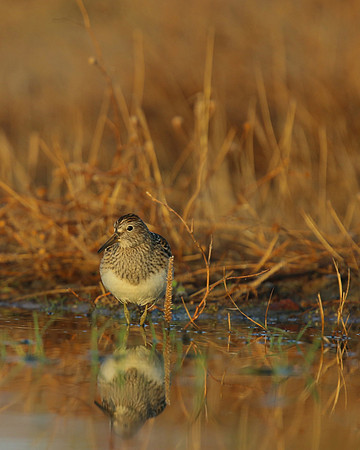Pectoral Sandpiper, Lagoa dos Salgados, Portugal, September 2015Pectoral Sandpiper, Lagoa dos Salgados, Portugal, September 2015