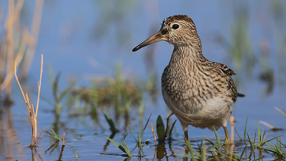 Pectoral Sandpiper, Lagoa dos Salgados, Portugal, September 2015
