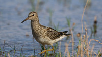 Pectoral Sandpiper, Lagoa dos Salgados, Portugal, September 2015