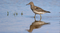 Pectoral Sandpiper, Lagoa dos Salgados, Portugal, September 2015