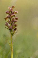 Frog Orchid, Morgans Hill, June 2024