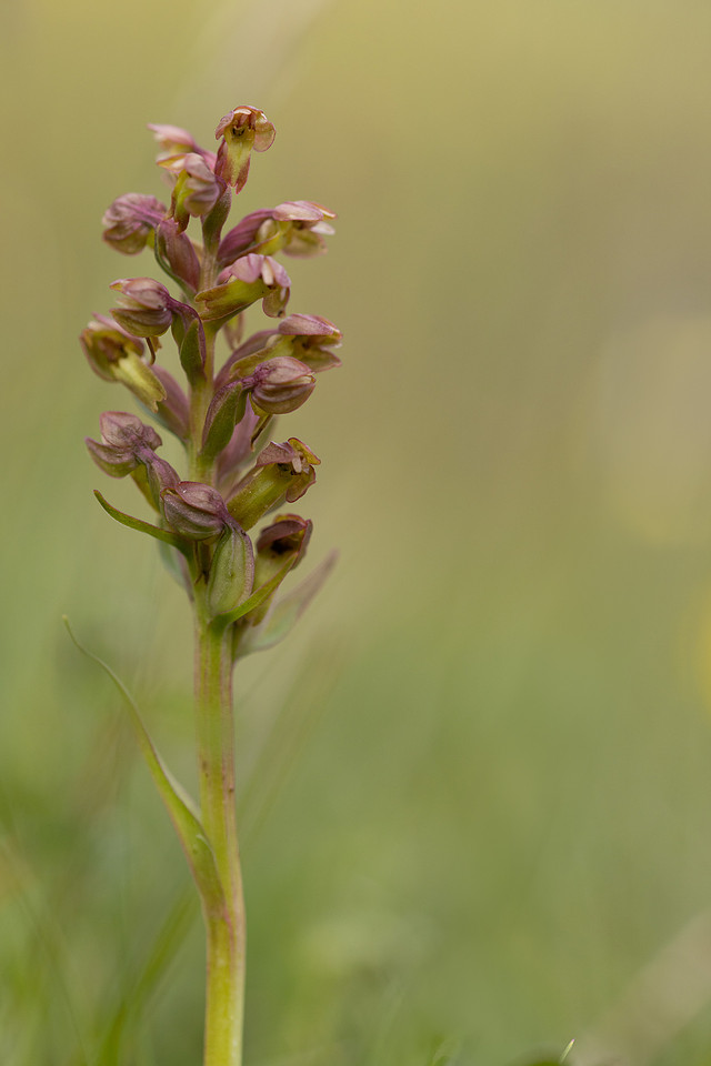 Frog Orchid, Morgans Hill, June 2024